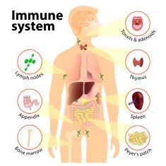 Immune-System-N3