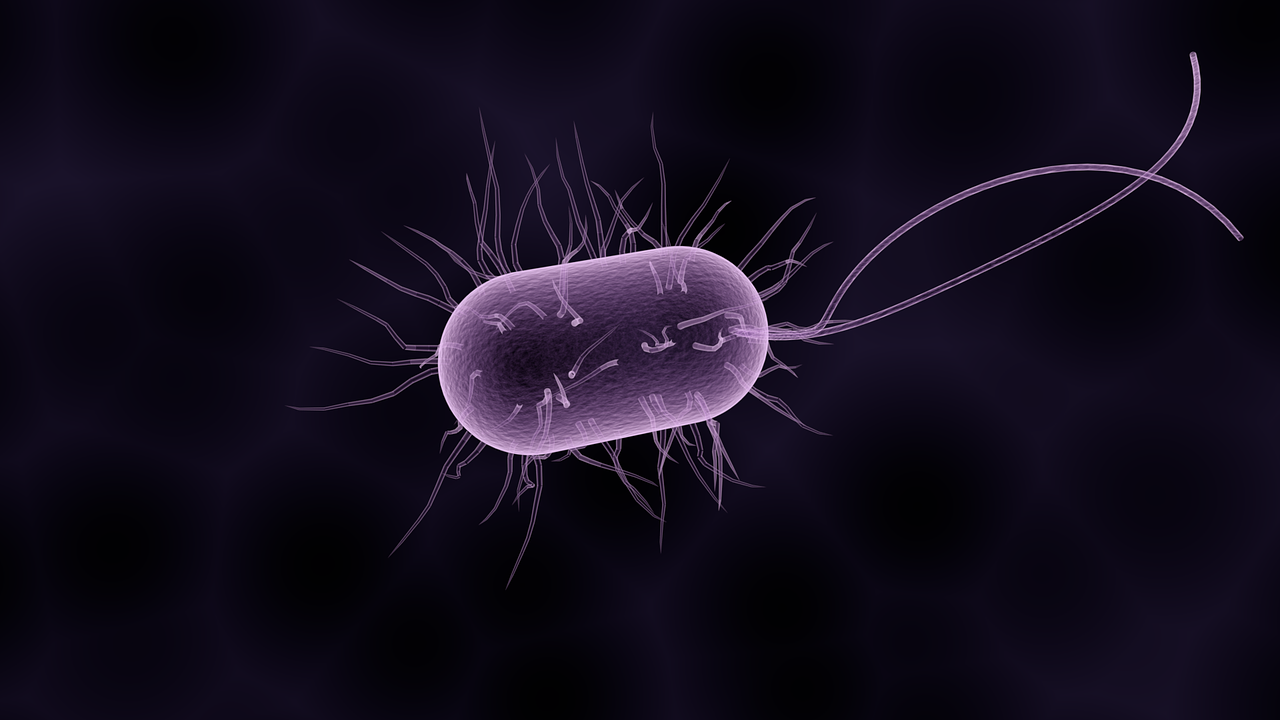 bacteria-1832824_1280