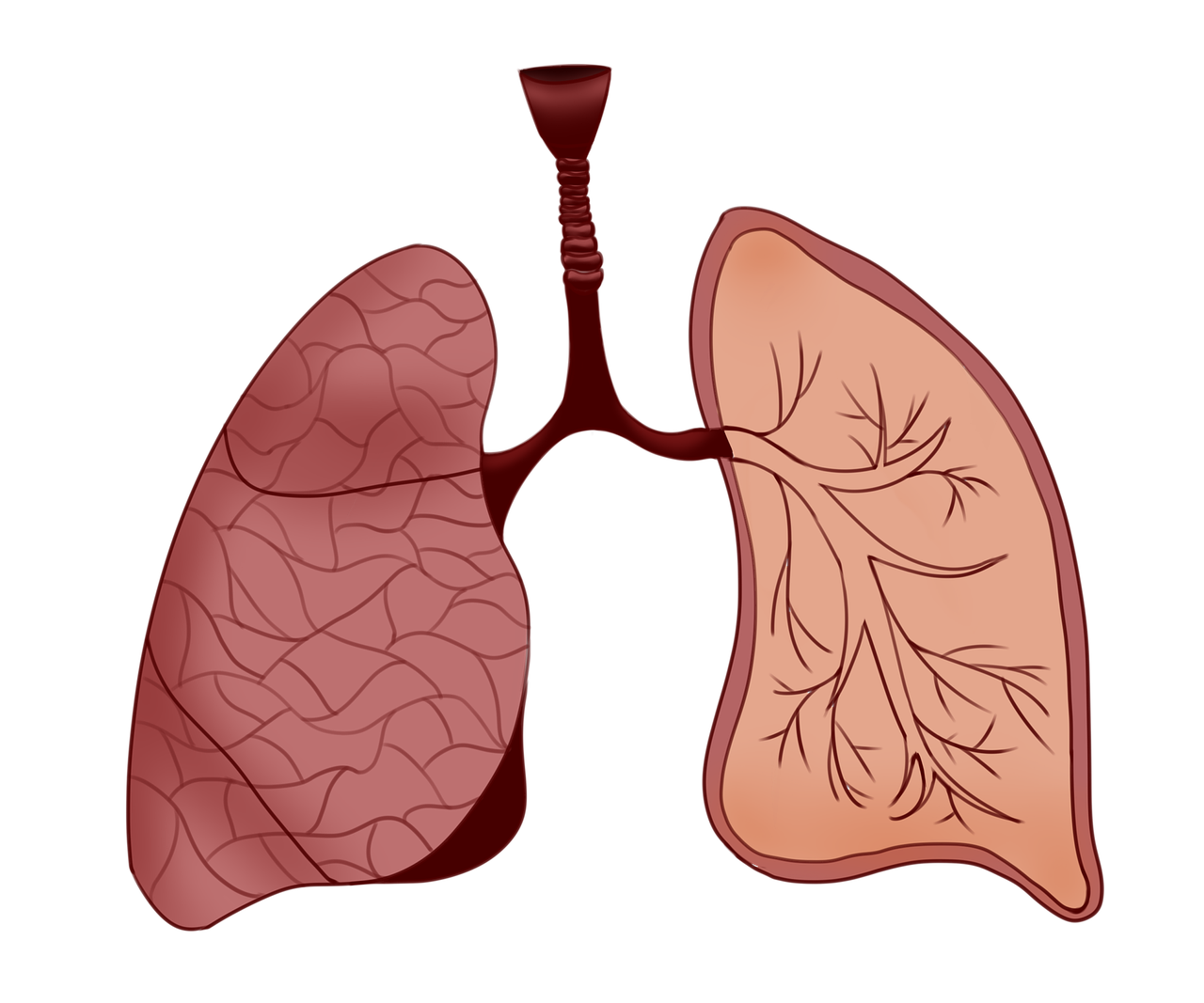 lungs-g7f1ecbcea_1280